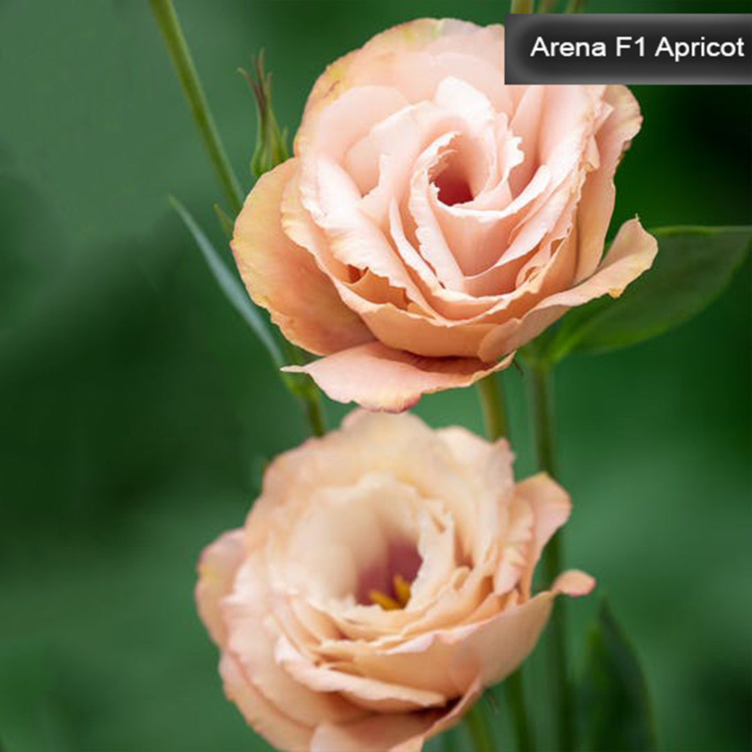 Arena F1 3 Apricot lizantes sēklas,kur nopirkt lizantes sēklas,lizantes audzēšana,lizantes cena,lizantes stādi,lizantes vāzē,lizantes,eustomas sēklas, lizanšu sēklas, lizantes rīga,lizantes kandava,lizantes ventspils,lizantes liepāja,lizantes talsi,lizantes tukums,lizantes pūre, lizantes saldus,lizantes jelgava,lizantes jēkabpils,lizantes latvijā,lizantes sēklas latvijā,lizantu sēklas, lizanšu sēklas rīgā, lizanšu sēklas kandava,lizanšu sēklas tukums