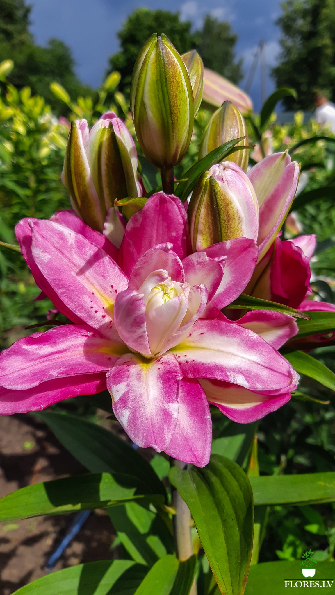 Accolade lilija,āzijas lilijas latvijā,liliju sīpoli,pērc liliju sīpolus latvijā, liliju sīpoli cena,liliju sīpoli rīga,cik maksā liliju sīpoli,liliju sīpoli internetā, liliju sīpolu stādīšana,liliju sipoli,liliju sīpoli pirkt,liliju sīpoli cenas,kur nopirkt liliju sīpolus, liliju sīpoli kur pirkt,liliju sīpoli kandava,liliju sīpoli tukums,liliju sīpoli talsi,liliju sīpoli pūre, liliju sīpoli kuldīga,liliju sīpoli ventspils,liliju sīpoli jelgava,liliju sīpoli rīgā,liliju sīpoli saldus,Accolade liliju sīpoli