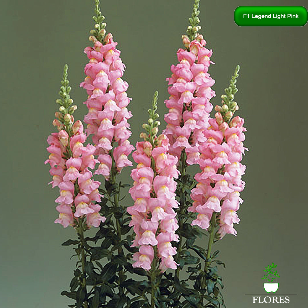 Antirrhinum majus Legend Light Pink,lauvmutīšu sēklas 2022,lauvmutīšu sēklas internetā,lauvmutīšu sēklas jelgava, lauvmutīšu sēklas cena,lauvmutīšu sēklas cenas,lielo lauvmutīšu sēklas,lielās lauvmutītes sēklas jūrmalā,lauvmutīšu sēklas kur pirkt, lauvmutites sēklas,lauvmutīšu sēklas liepājā, labākās lauvmutīšu sēklas,lauvmutīšu sēklas ogre, lauvmutīšu sēklas pirkt,lauvmutīšu sēklas pārdod,lauvmutīšu sēklas rīgā,lauvmutītes sēklas pārdod,lauvmutītes sēklas pirkt