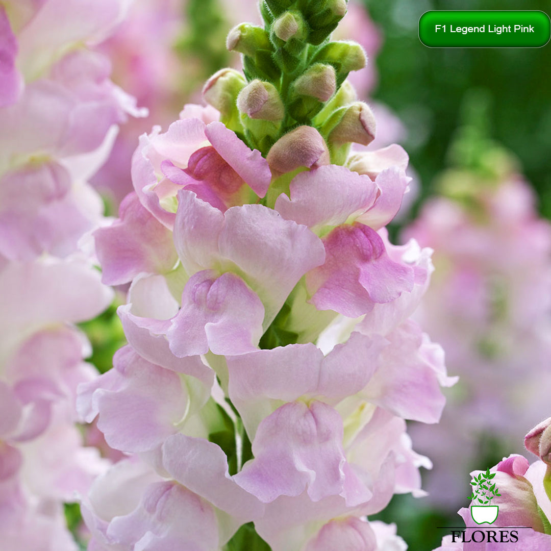 Antirrhinum majus Legend Light Pink,lauvmutīšu sēklas 2022,lauvmutīšu sēklas internetā,lauvmutīšu sēklas jelgava, lauvmutīšu sēklas cena,lauvmutīšu sēklas cenas,lielo lauvmutīšu sēklas,lielās lauvmutītes sēklas jūrmalā,lauvmutīšu sēklas kur pirkt, lauvmutites sēklas,lauvmutīšu sēklas liepājā, labākās lauvmutīšu sēklas,lauvmutīšu sēklas ogre, lauvmutīšu sēklas pirkt,lauvmutīšu sēklas pārdod,lauvmutīšu sēklas rīgā,lauvmutītes sēklas pārdod,lauvmutītes sēklas pirkt