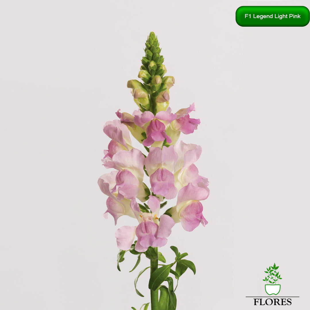 Antirrhinum majus Legend Light Pink,lauvmutīšu sēklas 2022,lauvmutīšu sēklas internetā,lauvmutīšu sēklas jelgava, lauvmutīšu sēklas cena,lauvmutīšu sēklas cenas,lielo lauvmutīšu sēklas,lielās lauvmutītes sēklas jūrmalā,lauvmutīšu sēklas kur pirkt, lauvmutites sēklas,lauvmutīšu sēklas liepājā, labākās lauvmutīšu sēklas,lauvmutīšu sēklas ogre, lauvmutīšu sēklas pirkt,lauvmutīšu sēklas pārdod,lauvmutīšu sēklas rīgā,lauvmutītes sēklas pārdod,lauvmutītes sēklas pirkt