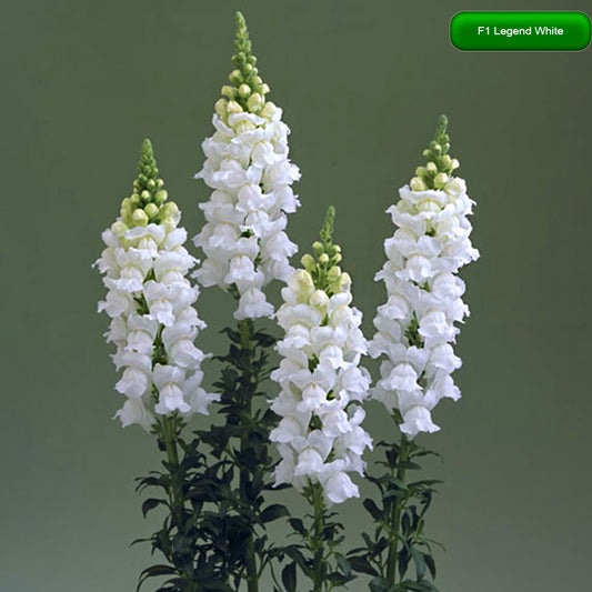 Antirrhinum majus Legend White,lauvmutīšu sēklas 2022,lauvmutīšu sēklas internetā,lauvmutīšu sēklas jelgava, lauvmutīšu sēklas cena,lauvmutīšu sēklas cenas,lielo lauvmutīšu sēklas,lielās lauvmutītes sēklas jūrmalā,lauvmutīšu sēklas kur pirkt, lauvmutites sēklas,lauvmutīšu sēklas liepājā, labākās lauvmutīšu sēklas,lauvmutīšu sēklas ogre, lauvmutīšu sēklas pirkt,lauvmutīšu sēklas pārdod,lauvmutīšu sēklas rīgā,lauvmutītes sēklas pārdod,lauvmutītes sēklas pirkt