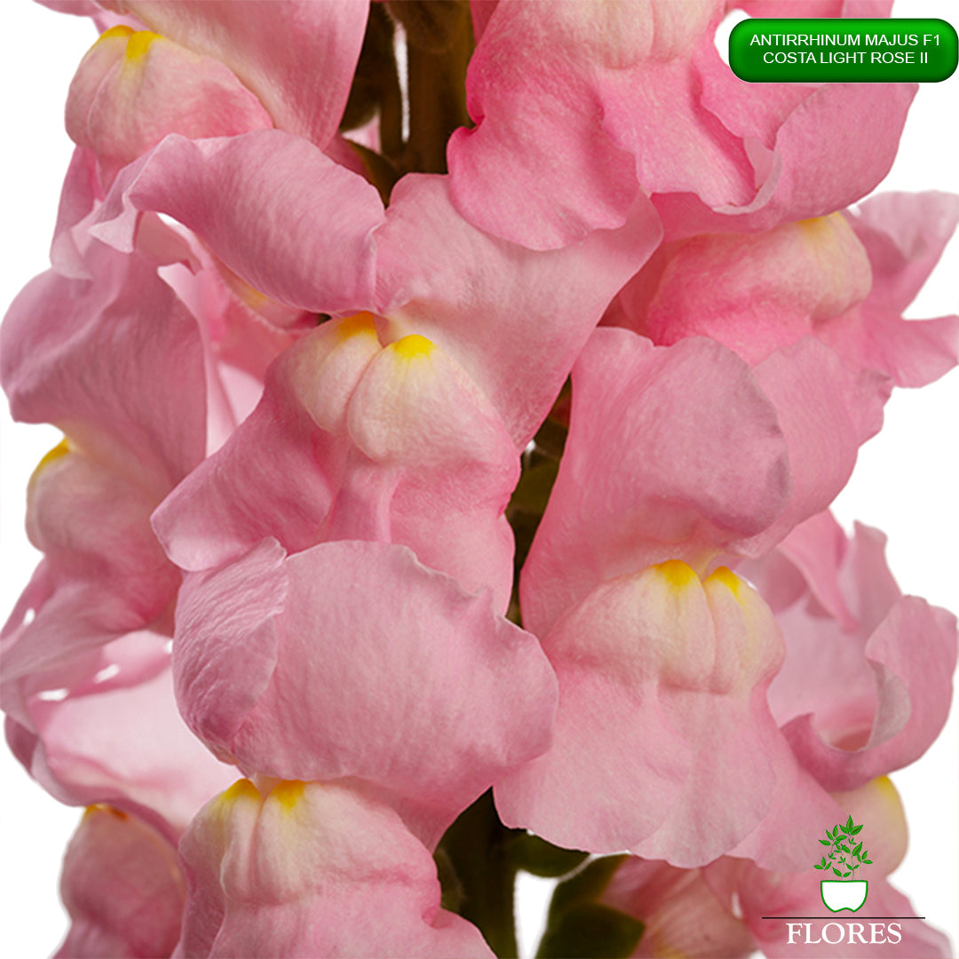 Antirrhinum majus Costa Light Rose 2,lauvmutīšu sēklas 2022,lauvmutīšu sēklas internetā,lauvmutīšu sēklas jelgava, lauvmutīšu sēklas cena,lauvmutīšu sēklas cenas,lielo lauvmutīšu sēklas,lielās lauvmutītes sēklas jūrmalā,lauvmutīšu sēklas kur pirkt, lauvmutites sēklas,lauvmutīšu sēklas liepājā, labākās lauvmutīšu sēklas,lauvmutīšu sēklas ogre, lauvmutīšu sēklas pirkt,lauvmutīšu sēklas pārdod,lauvmutīšu sēklas rīgā,lauvmutītes sēklas pārdod,lauvmutītes sēklas pirkt