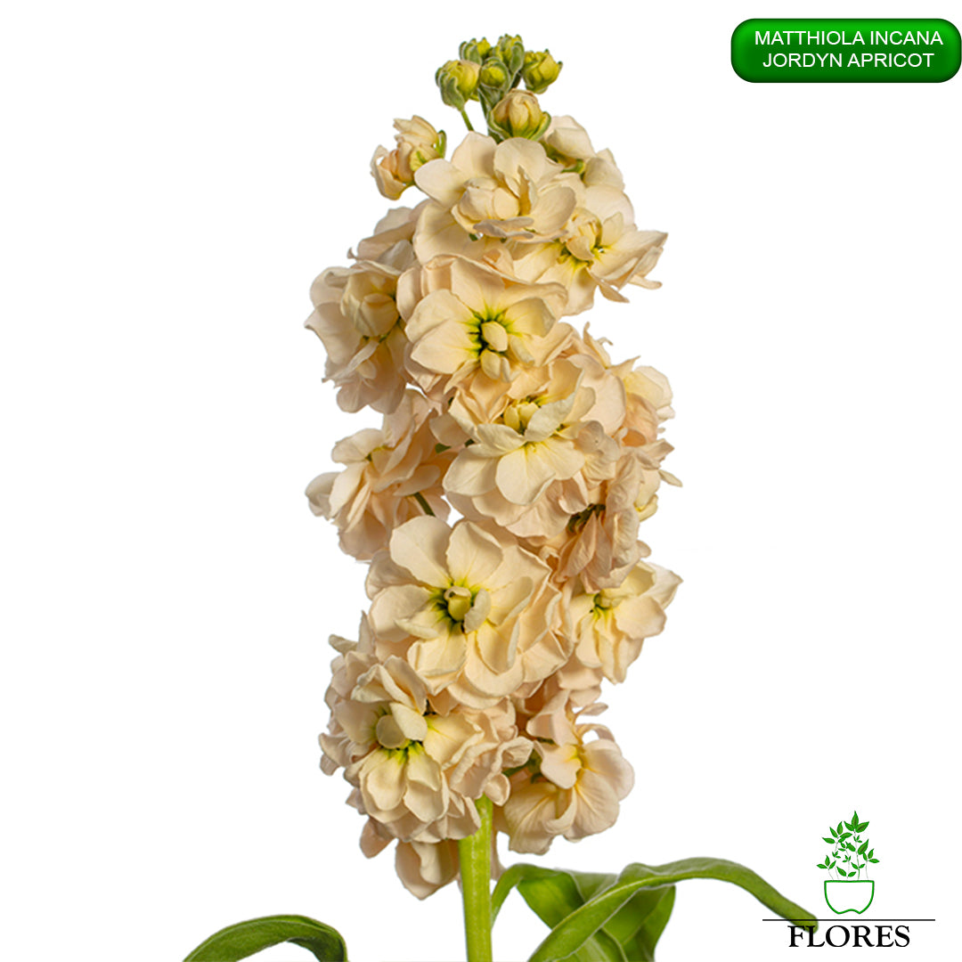 Peach Mathhiola Matthiola Incana Jordyn Apricot Sēklas | Floreseurope.com ...