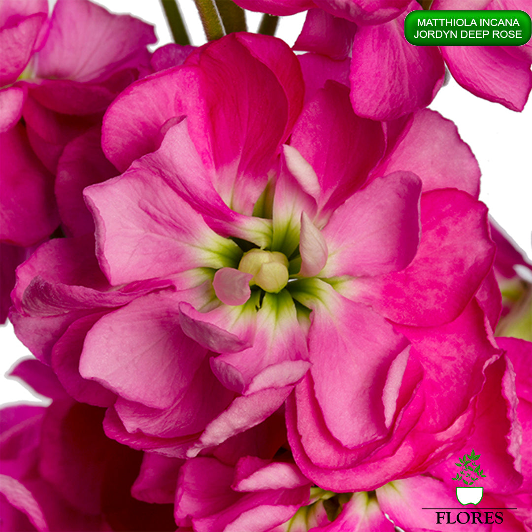 Matthiola Incana Jordyn Deep Rose Sēklas