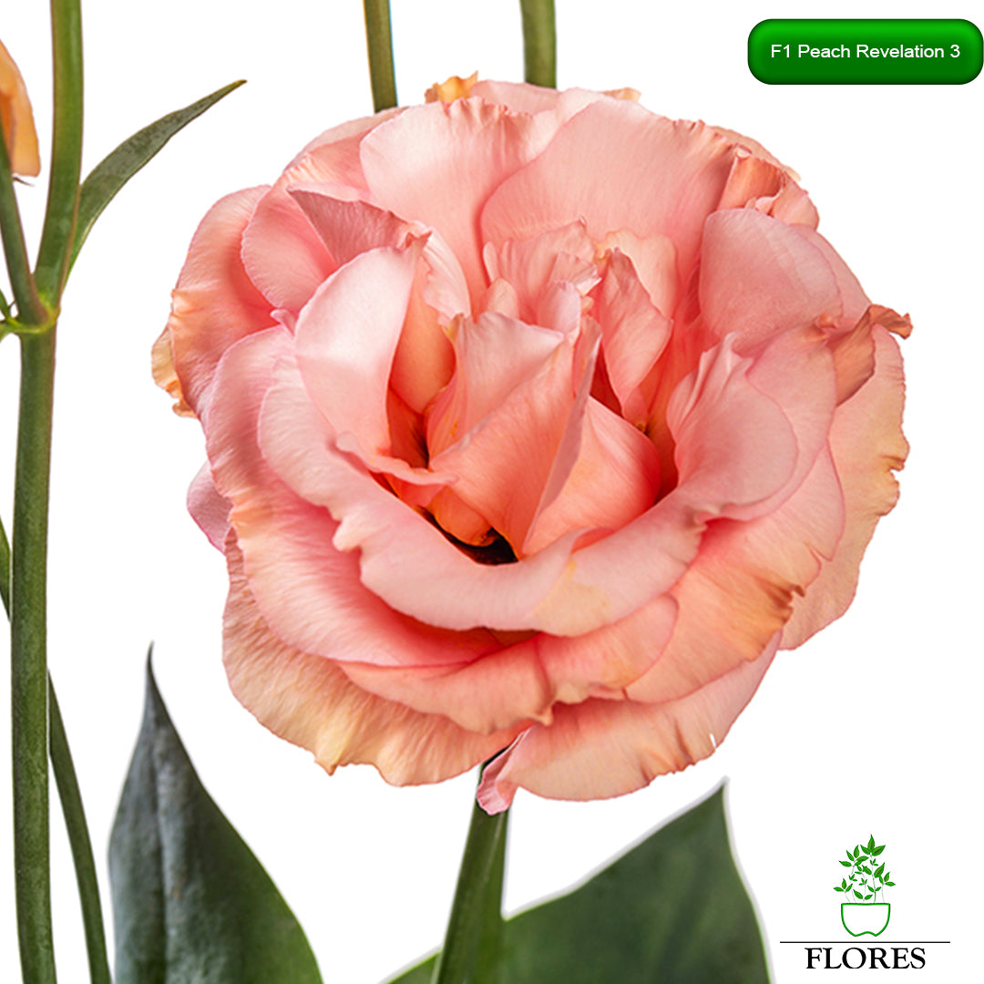 F1 Peach Revelation 3 lizantes sēklas,kur nopirkt lizantes sēklas,lizantes audzēšana,lizantes cena,lizantes stādi,lizantes vāzē,lizantes,eustomas sēklas, lizanšu sēklas, lizantes rīga,lizantes kandava,lizantes ventspils,lizantes liepāja,lizantes talsi,lizantes tukums,lizantes pūre, lizantes saldus,lizantes jelgava,lizantes jēkabpils,lizantes latvijā,lizantes sēklas latvijā,lizantu sēklas, lizanšu sēklas rīgā, lizanšu sēklas kandava,lizanšu sēklas tukums