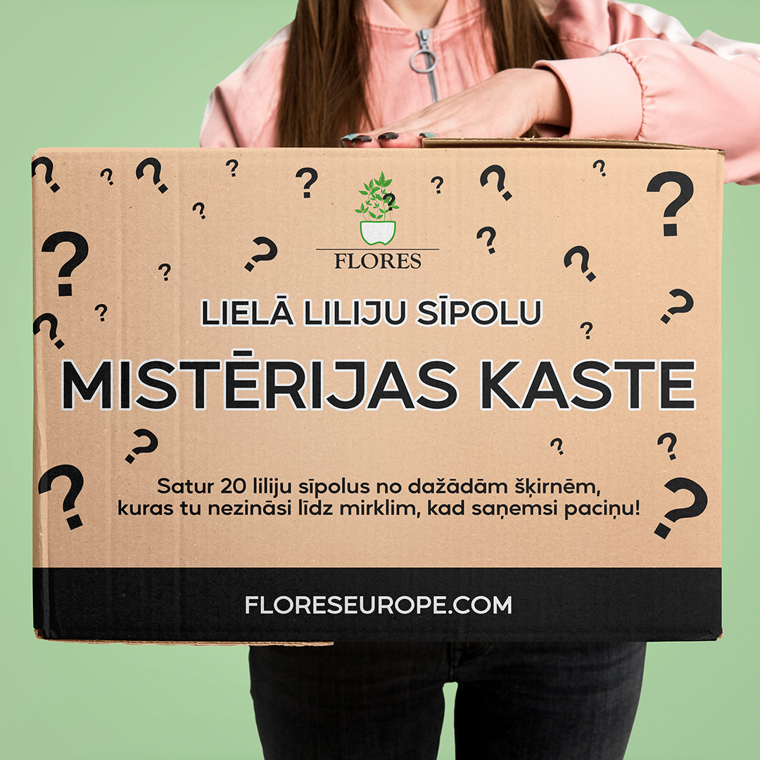 Lielā Liliju Sīpolu Mistērijas kaste