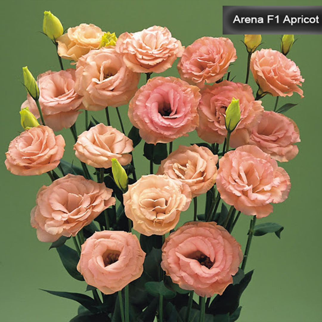 Arena F1 3 Apricot lizantes sēklas,kur nopirkt lizantes sēklas,lizantes audzēšana,lizantes cena,lizantes stādi,lizantes vāzē,lizantes,eustomas sēklas, lizanšu sēklas, lizantes rīga,lizantes kandava,lizantes ventspils,lizantes liepāja,lizantes talsi,lizantes tukums,lizantes pūre, lizantes saldus,lizantes jelgava,lizantes jēkabpils,lizantes latvijā,lizantes sēklas latvijā,lizantu sēklas, lizanšu sēklas rīgā, lizanšu sēklas kandava,lizanšu sēklas tukums